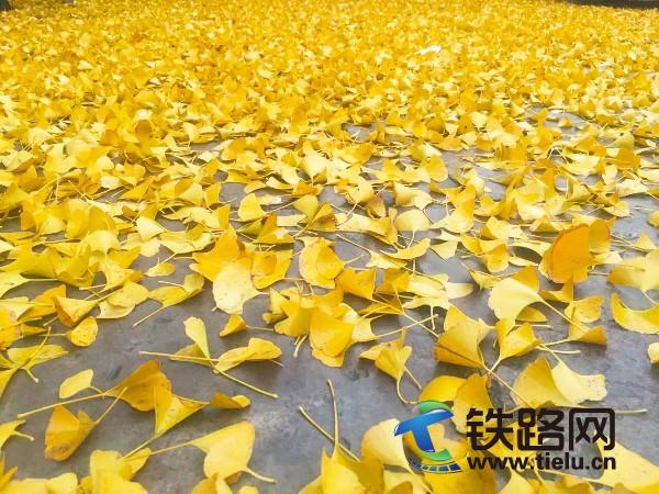 MؽS(<a href=http://www.58chanyi.com/zhongtiewuhandianqihuaju/ target=_blank class=infotextkey>Fh늚⻯</a>F޹˾Vݷֹ˾z).jpg